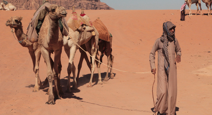 a Bedouin man and his camels, courtesy Mac Lacy