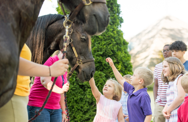 A Tripadvisor Traveller’s Choice Winner, The Kentucky Horse Park is THE place to get close to horses!