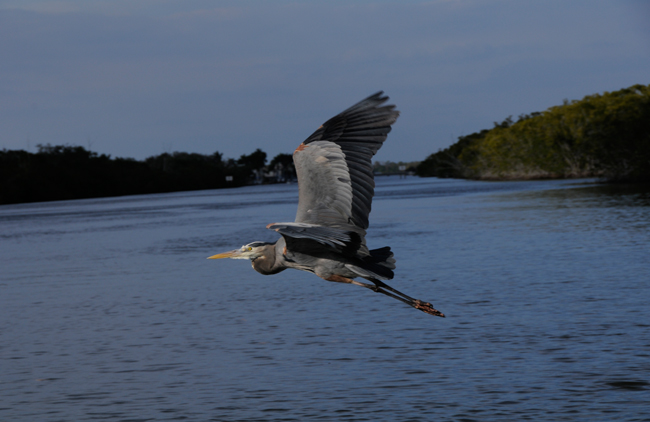 Travelers will enjoy spotting birds, manatees and other animals on a wildlife tour, courtesy Double R's Fishing and Tours Company
