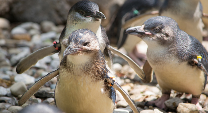 Louisville Zoo newest babies: Little penguins