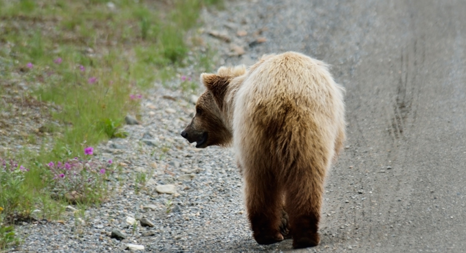New Facilities Give Alaskan Visitors Close-Up Views of Wildlife - Going ...