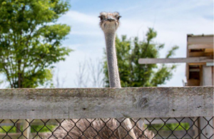 An ostrich at the Ark Encounter's petting zoo